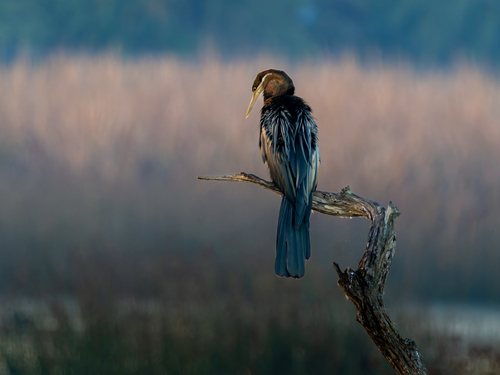 iNaturalist image