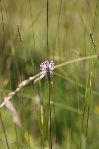 Hoary Plantain