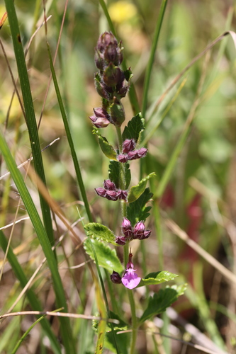 Wall germander
