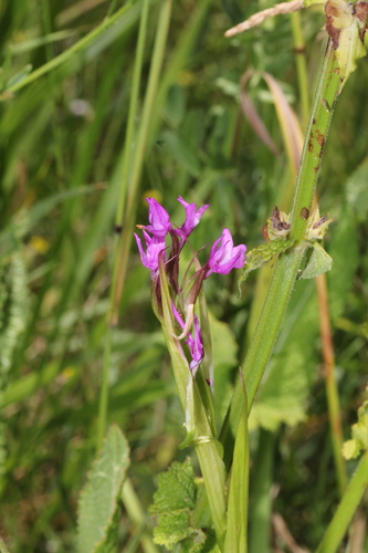 Loose-flowered Orchid