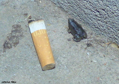 Elachistocleis bicolor