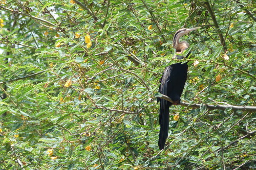iNaturalist image