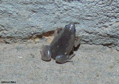 Elachistocleis bicolor