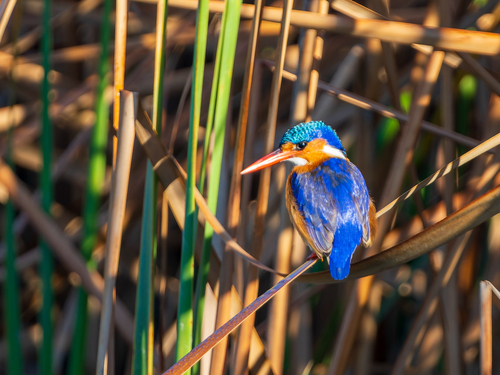 iNaturalist image