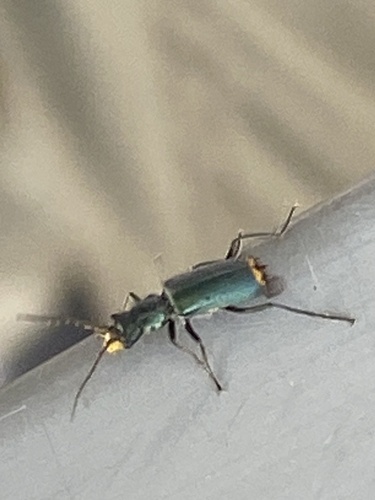 Yellow-fronted Soft-winged Flower Beetle