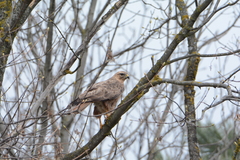 Buteo buteo