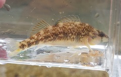 Etheostoma spectabile