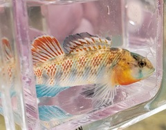 Etheostoma spectabile