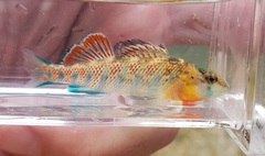 Etheostoma spectabile