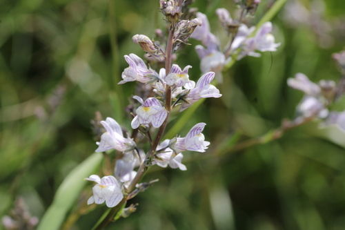 Pale Toadflax