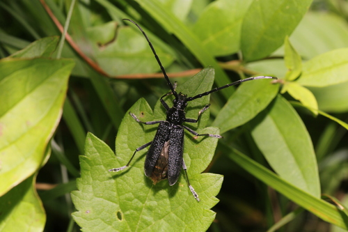 Capricorn beetle