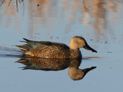 iNaturalist image