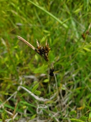 Boreal sedge (Carex bordzilowskii)