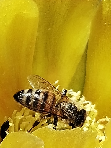 Western Honey Bee