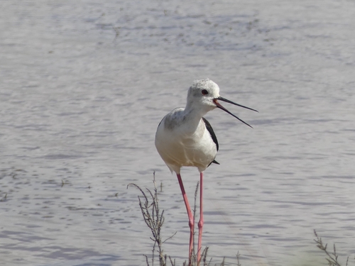 iNaturalist image
