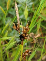 Carex liparocarpos, photograph author not stated, no rights reserved
