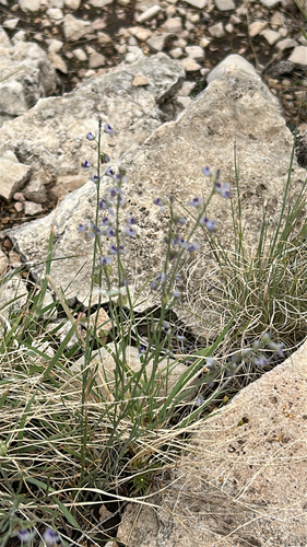 Blue Milkwort