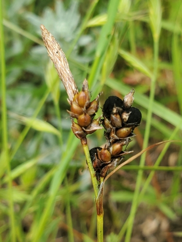 Carex liparocarpos, photograph 3