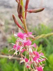 Oenothera sinuosa
