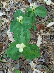Trillium discolor