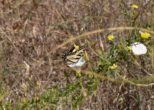 Western Tiger Swallowtail
