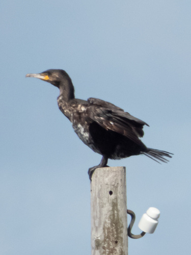 iNaturalist: (c) Jon, some rights reserved (CC BY-NC), uploaded by Jon iNaturalist image