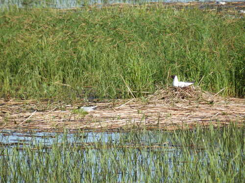 iNaturalist image