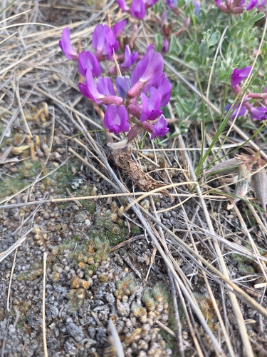 Missouri Milkvetch