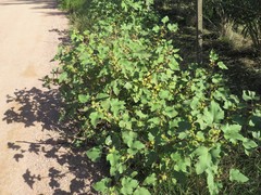 Xanthium cavanillesii