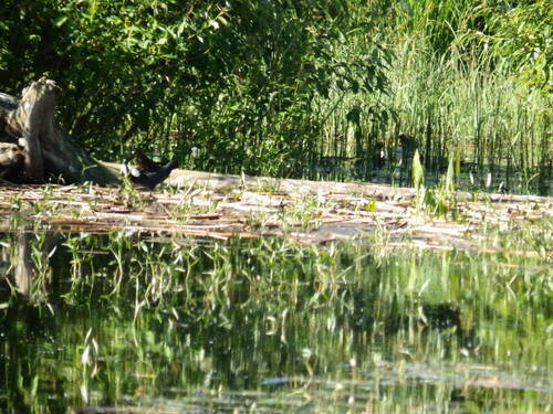 iNaturalist image