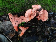 Cantharellus coccolobae