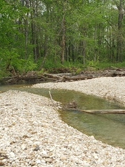 Etheostoma spectabile