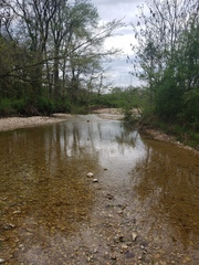 Etheostoma spectabile