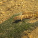 Rhinogobius - Photo (c) H.T.Cheng, alguns direitos reservados (CC BY-NC), uploaded by H.T.Cheng