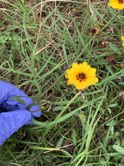 Coreopsis basalis