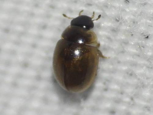 Chaetarthria