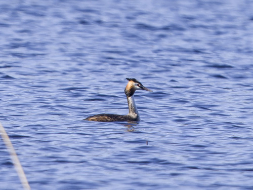 iNaturalist image
