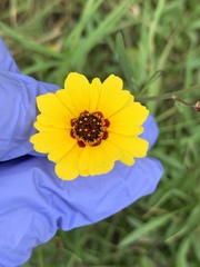 Coreopsis basalis