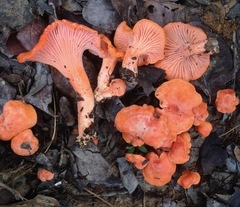 Cantharellus coccolobae