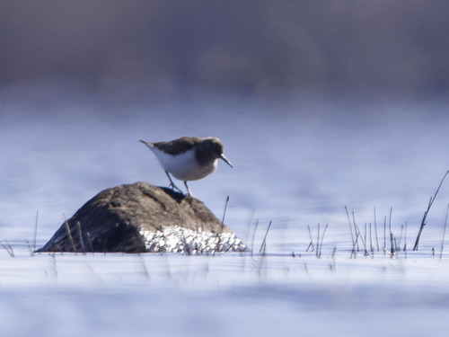 iNaturalist image