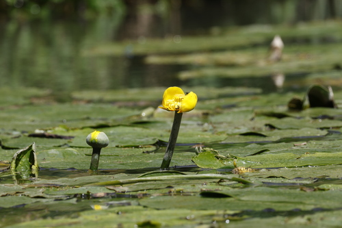yellow water-lily