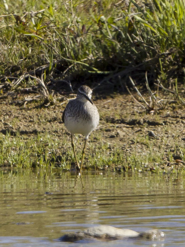 iNaturalist image