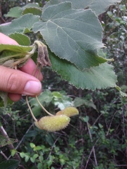 Helicteres jamaicensis