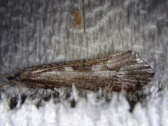 Glyphopsyche irrorata
