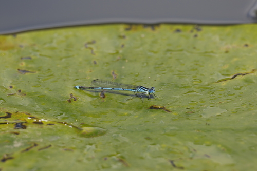 Goblet-marked Damselfly