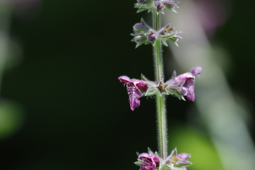 hedge woundwort