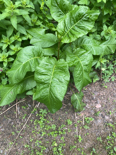 broad-leaved dock