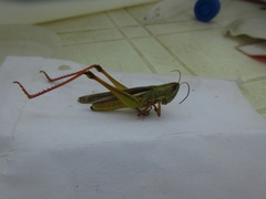 Staurorhectus longicornis