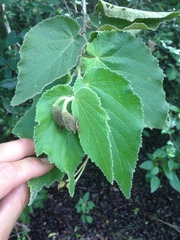 Helicteres jamaicensis