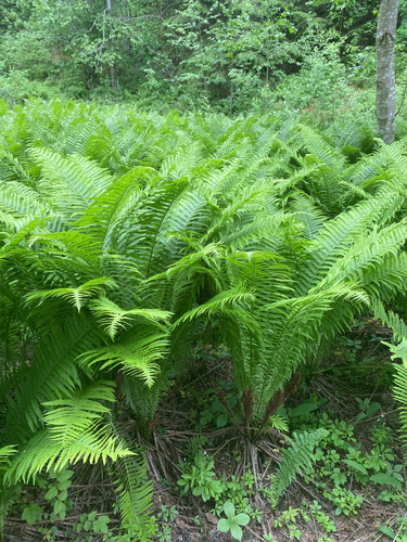 ostrich fern